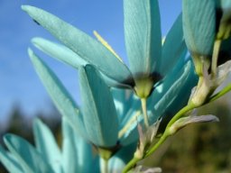 Ixia viridiflora flowers from the outside
